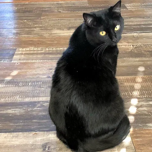 Lost cat in Cape Coral, FL, 33993