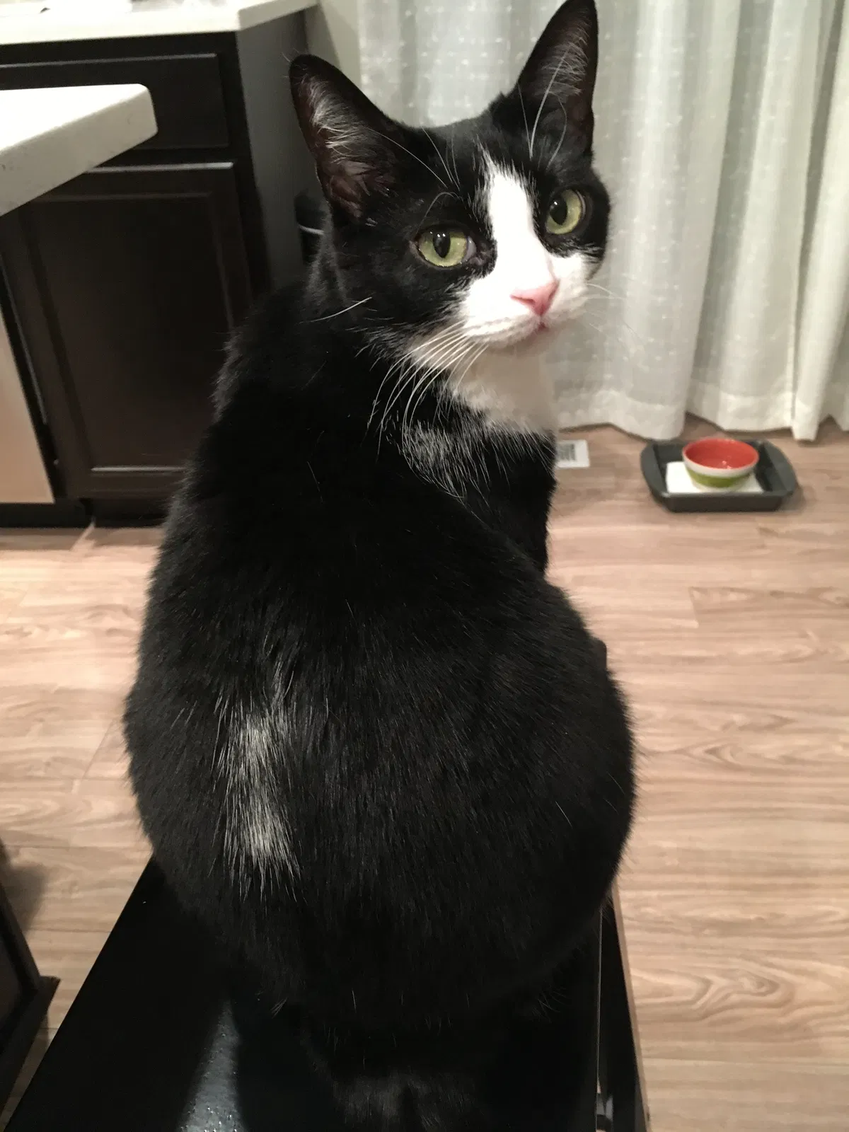 Lost cat in Beverly Hills, FL, 34465