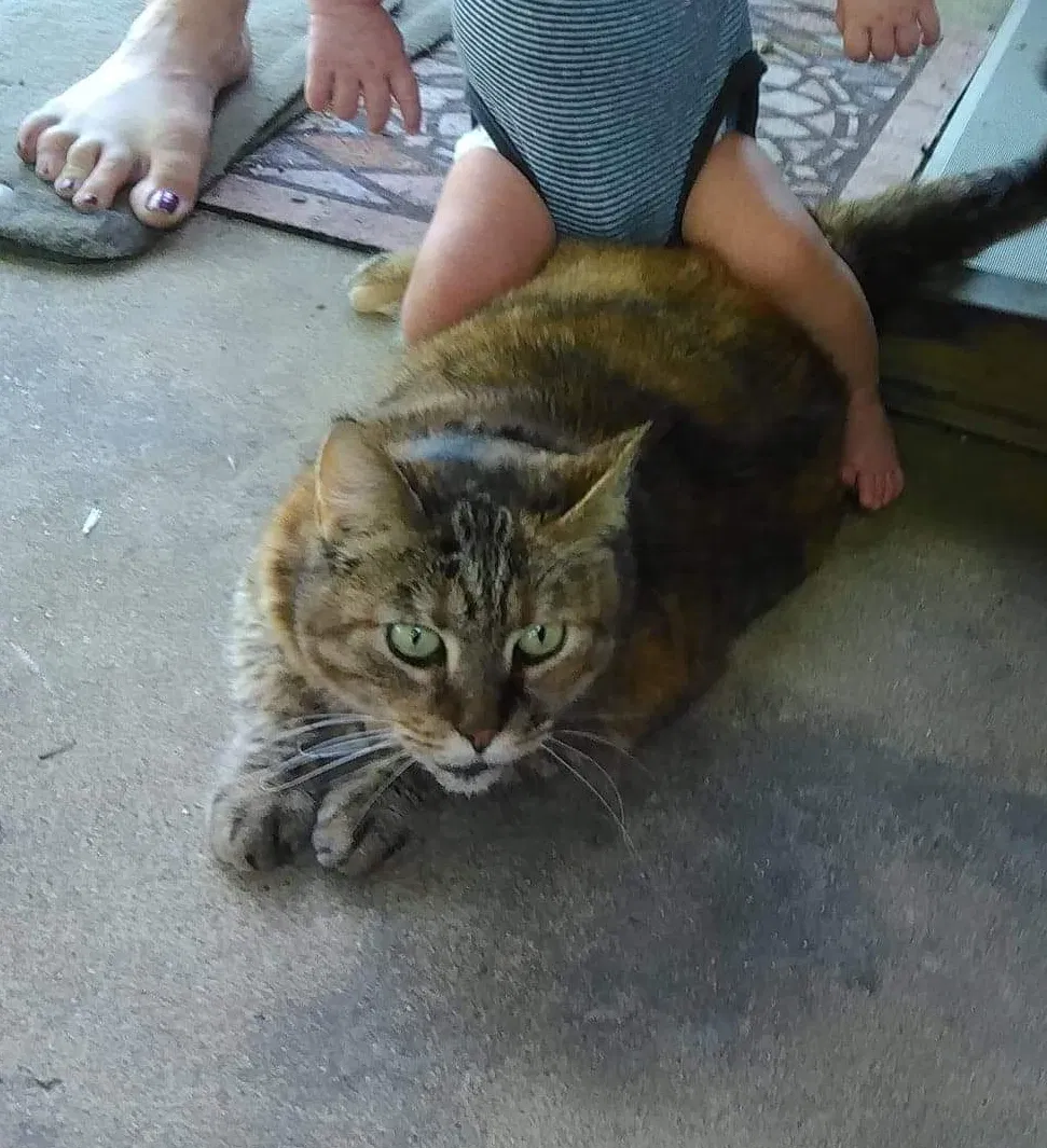 Lost cat in Reading, PA, 19606
