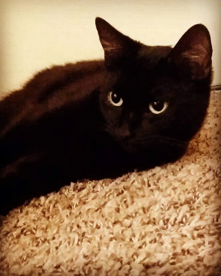 Lost cat in Newburgh, IN, 47630
