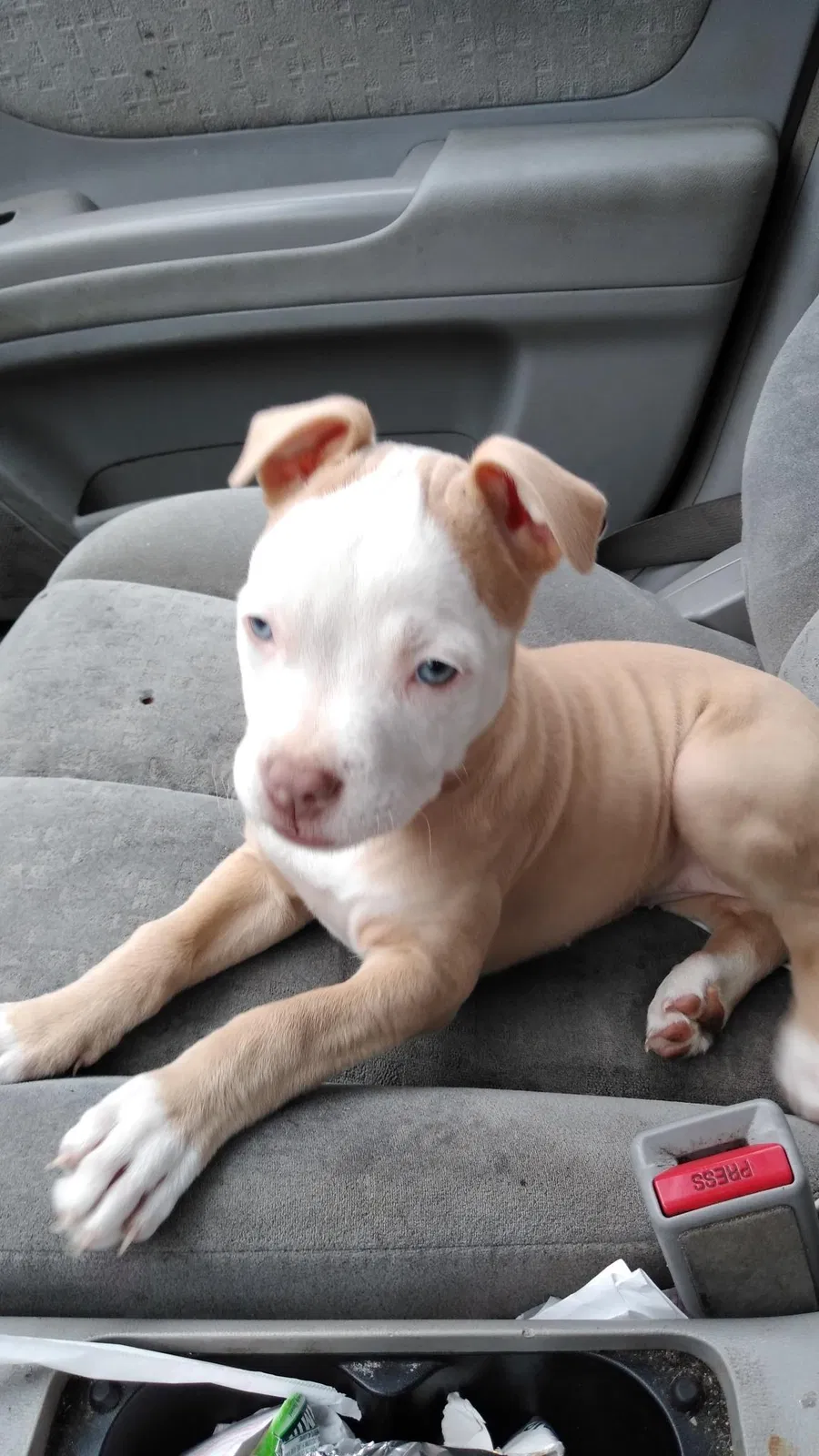 Lost dog in Syracuse, NY, 13205