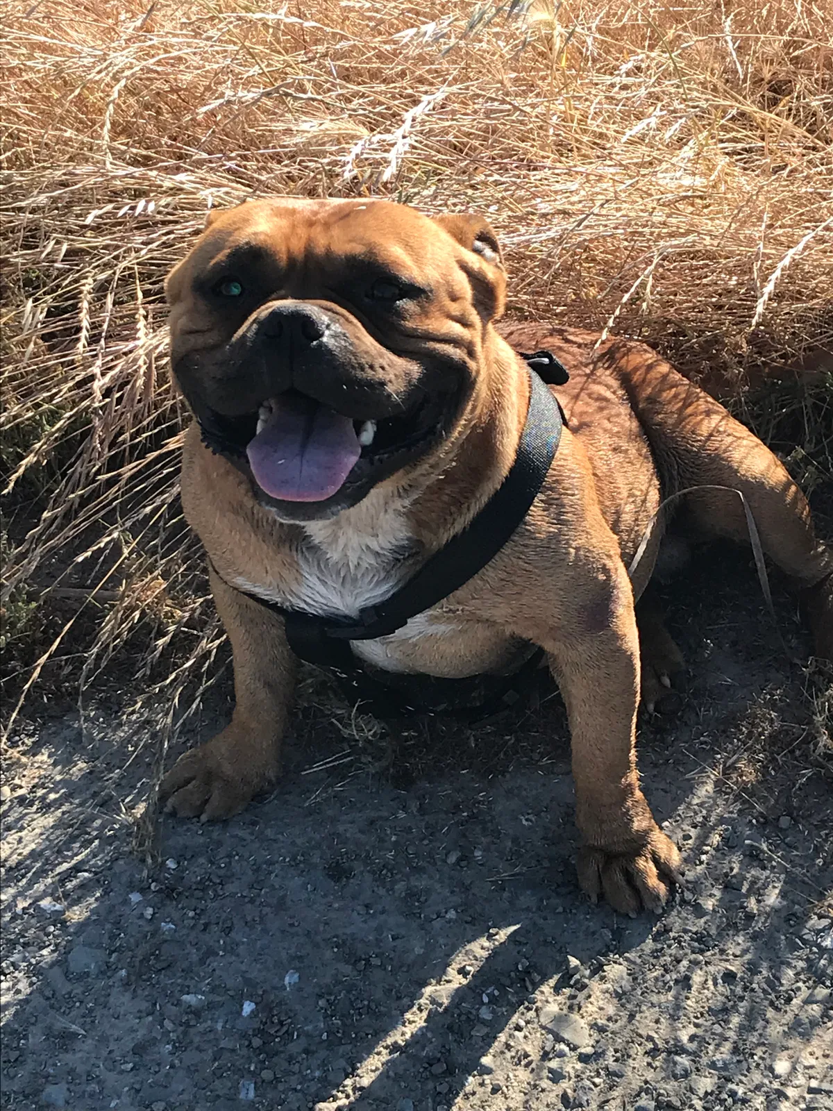 Lost dog in Lodi, CA, 95242