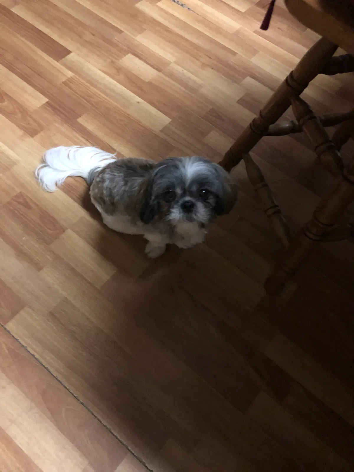 Lost dog in Judsonia, AR, 72081
