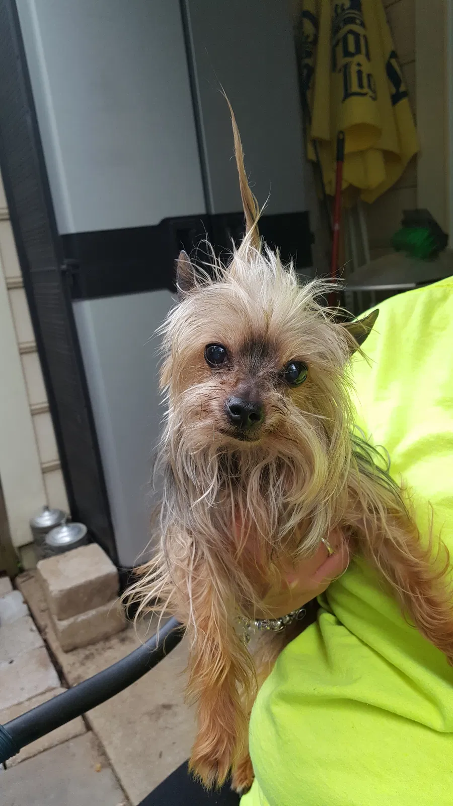 Lost dog in Germantown, MD, 20874