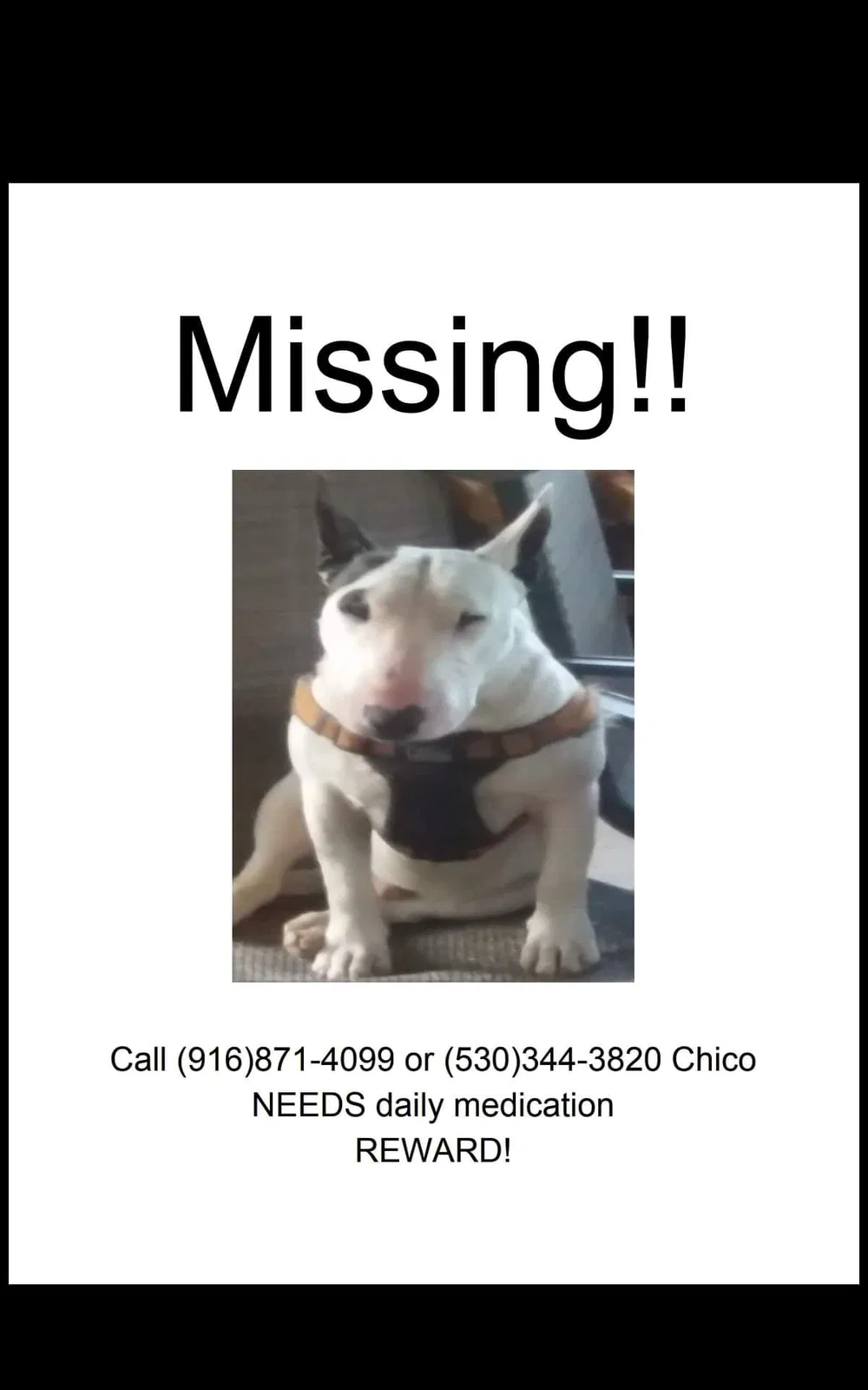 Lost dog in Sacramento, CA, 95824