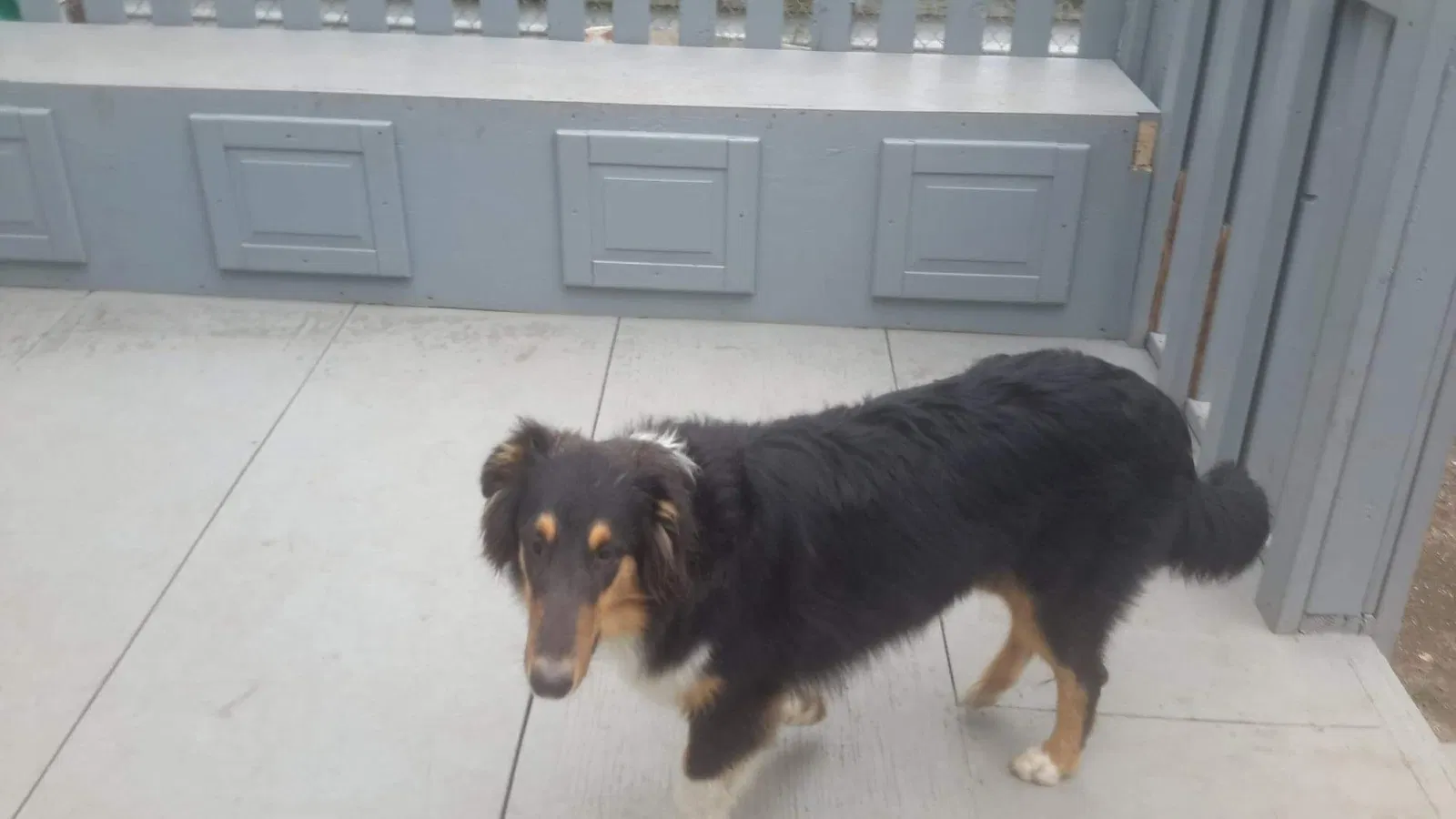 Lost dog in Carbondale, PA, 18407
