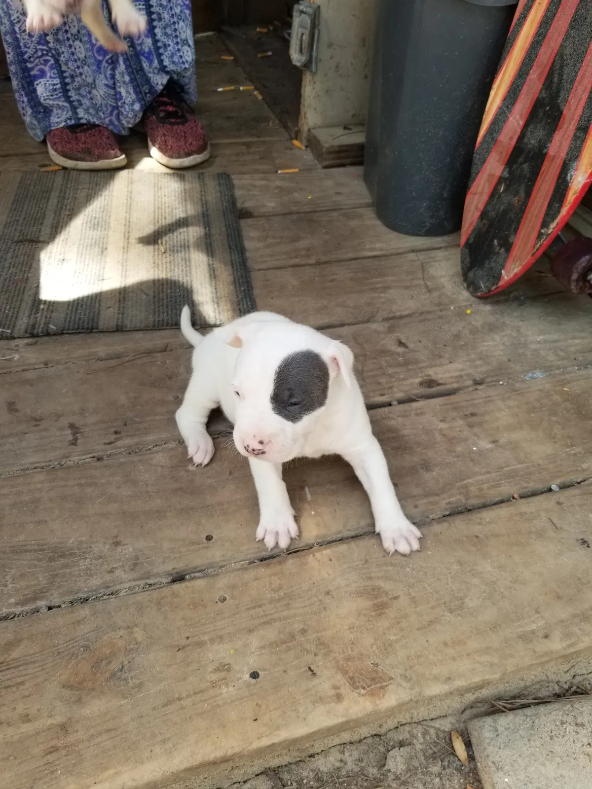 Lost dog in Hattiesburg, MS, 39401