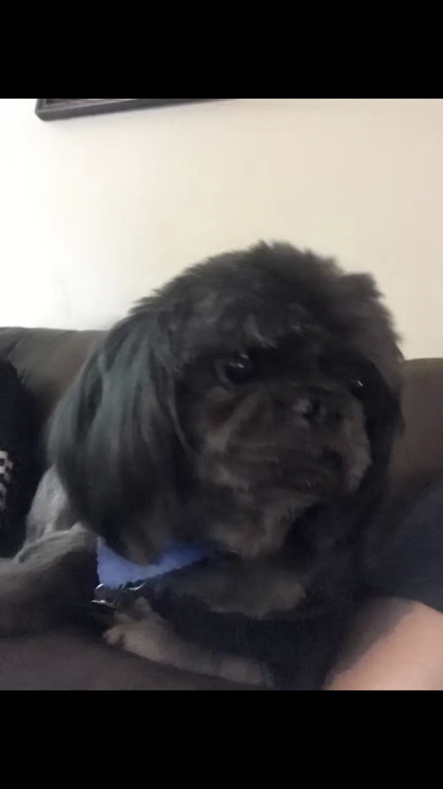 Lost dog in Clarksville, TN, 37043
