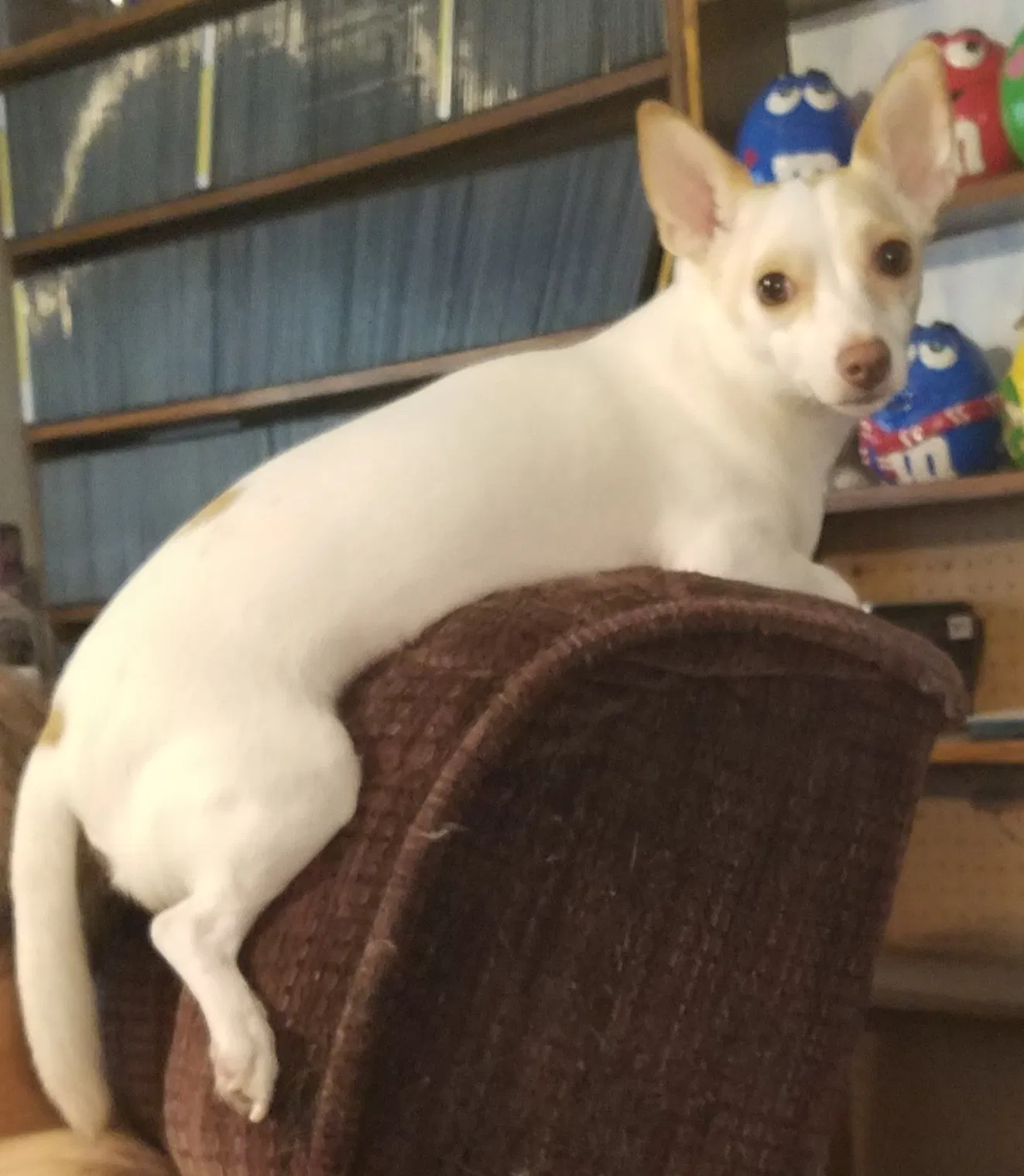 Lost dog in Magnolia, TX, 77355