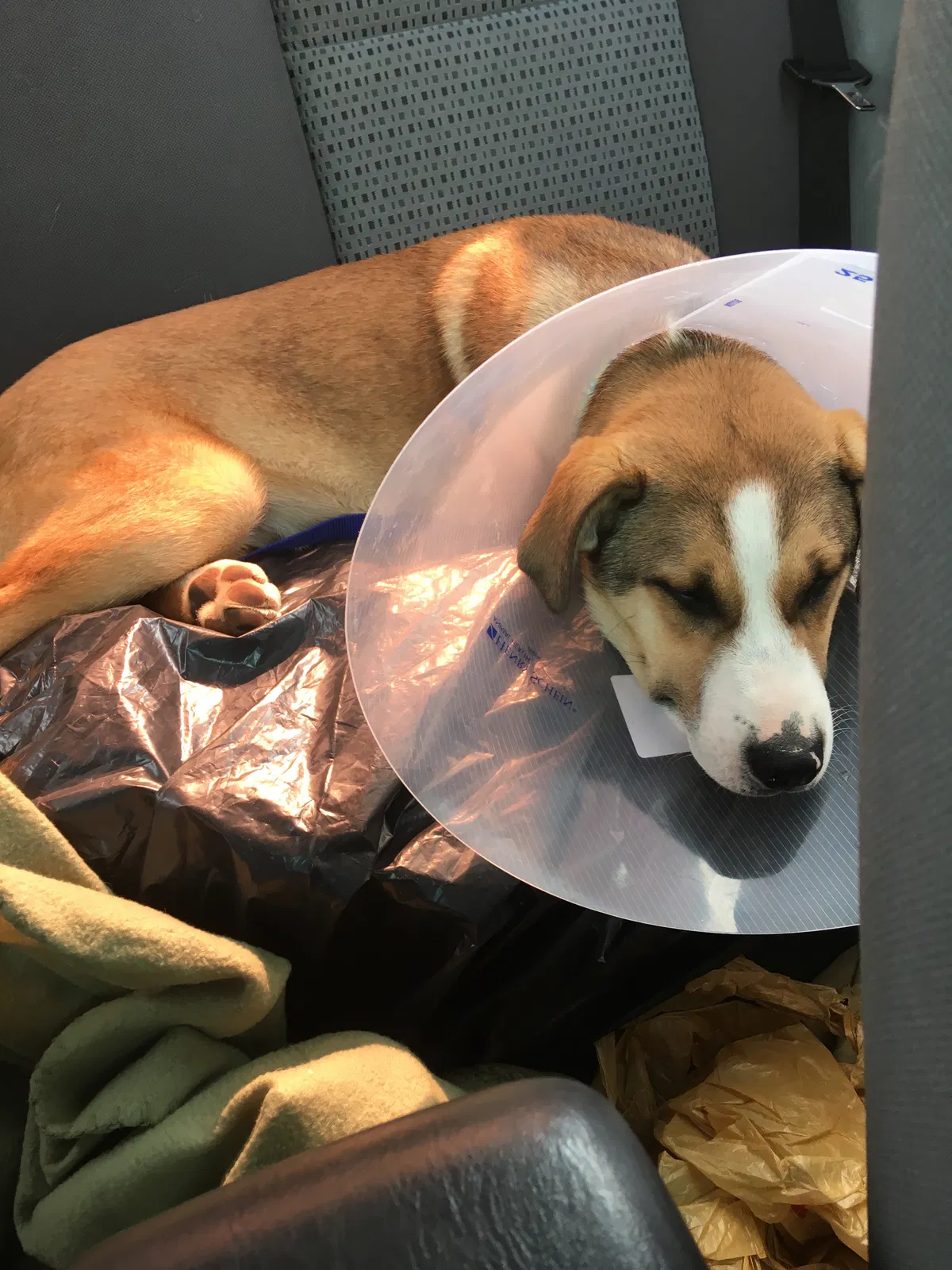 Lost dog in Fort Worth, TX, 76110
