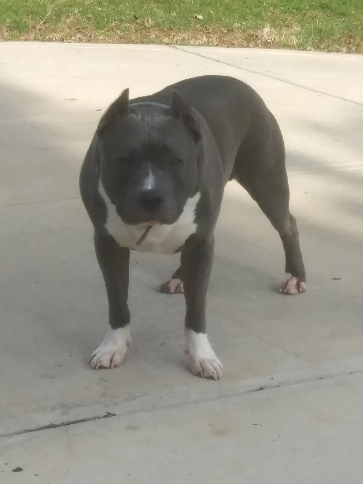 Lost dog in Indianapolis, IN, 46235