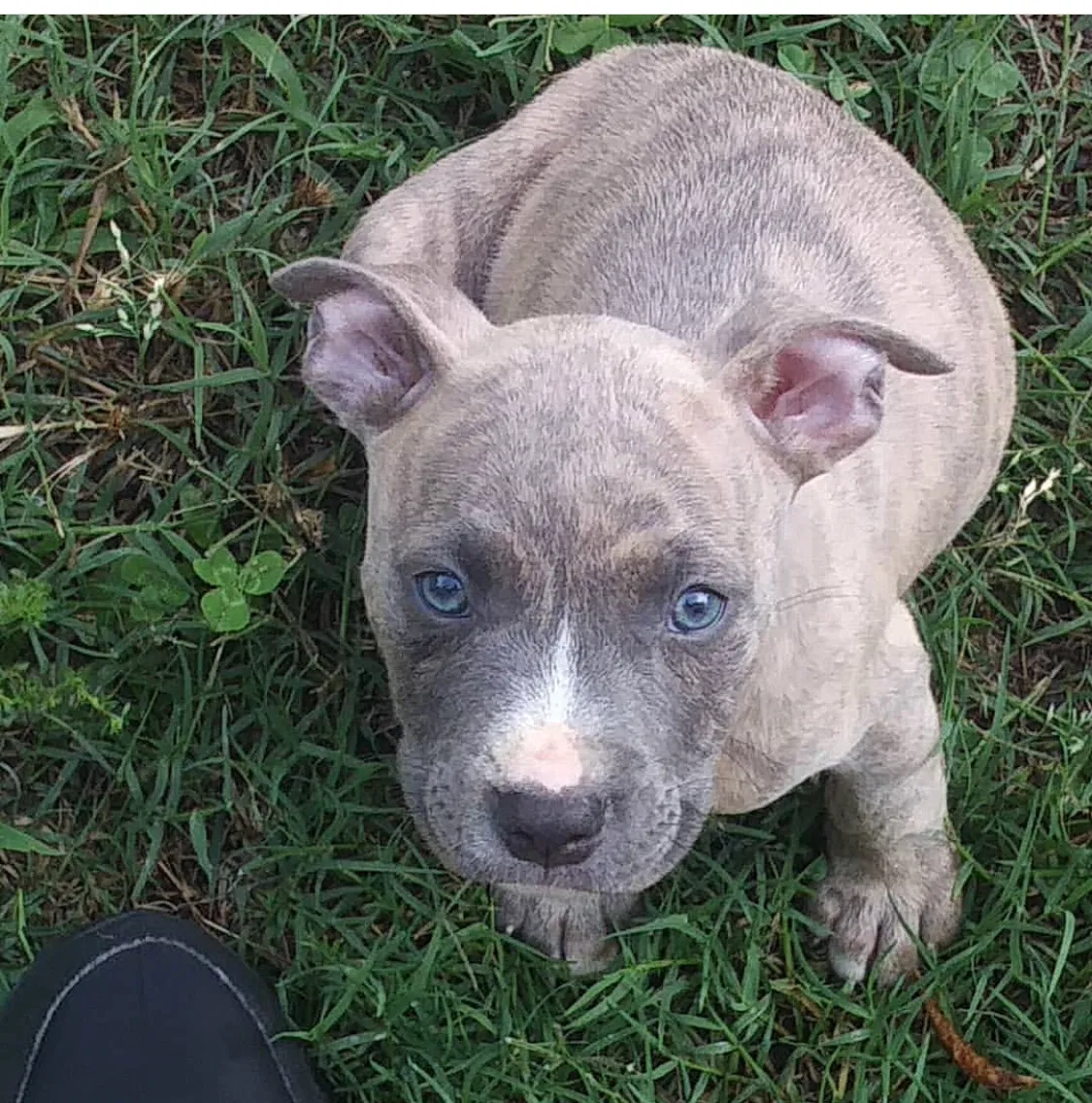 Lost dog in Charlotte, NC, 28217