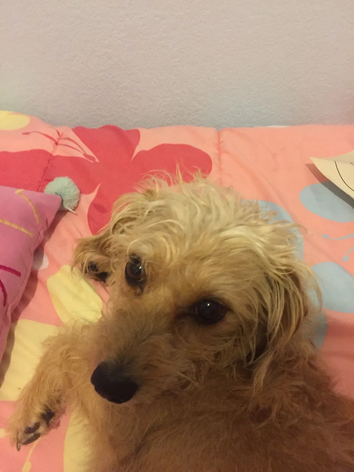Lost dog in Aurora, CO, 80015