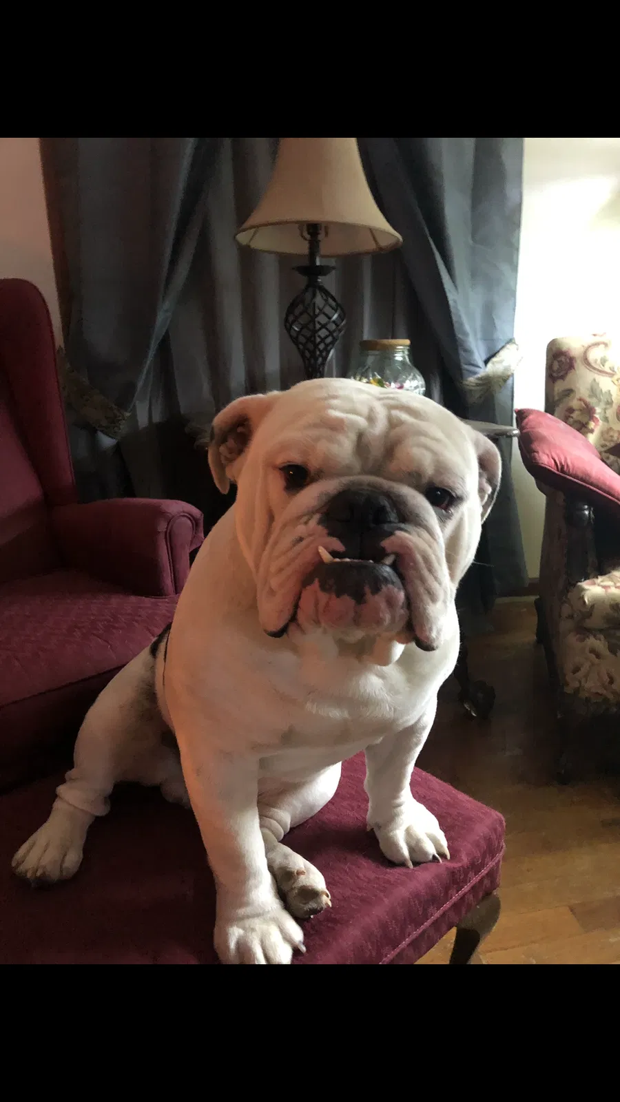 Lost dog in Independence, MO, 64052