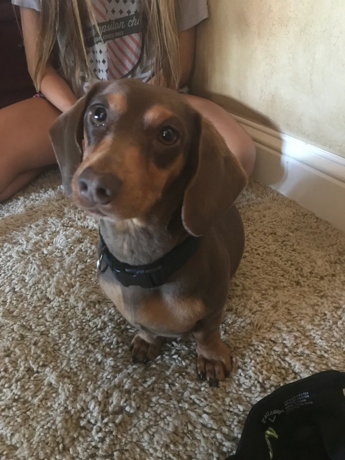 Lost dog in Mckinney, TX, 75071