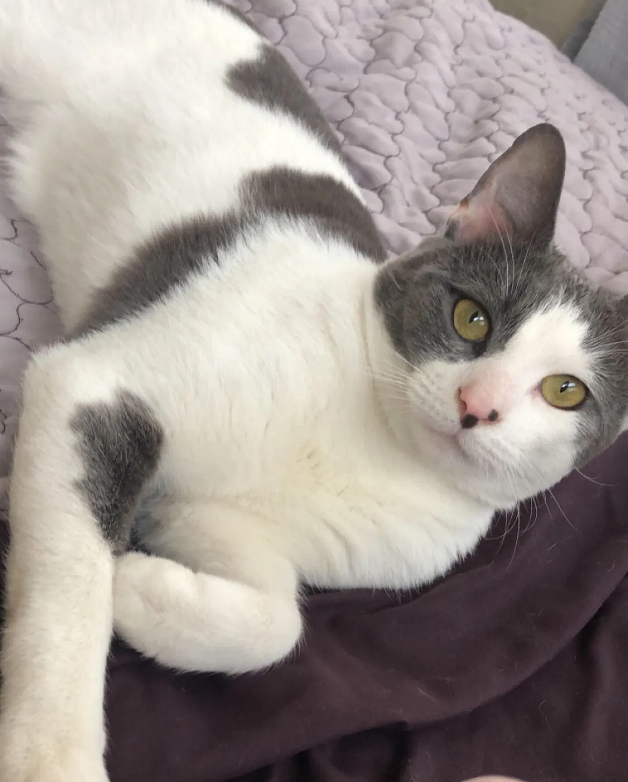 Lost cat in Cleveland, OH, 44102