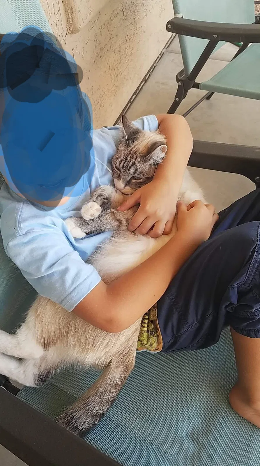 Lost cat in San Tan Valley, AZ, 85143