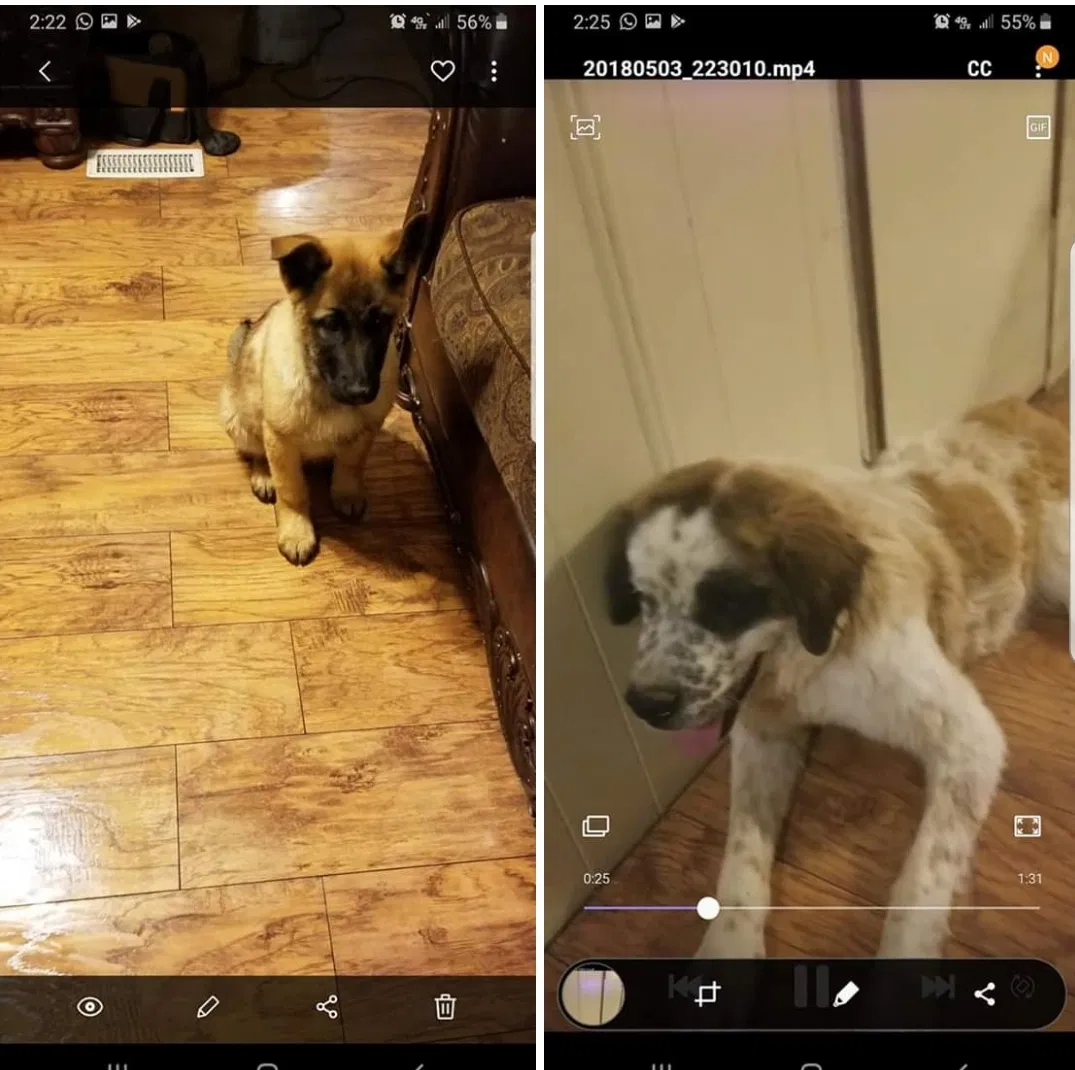 Lost dog in Santa Fe, NM, 87507