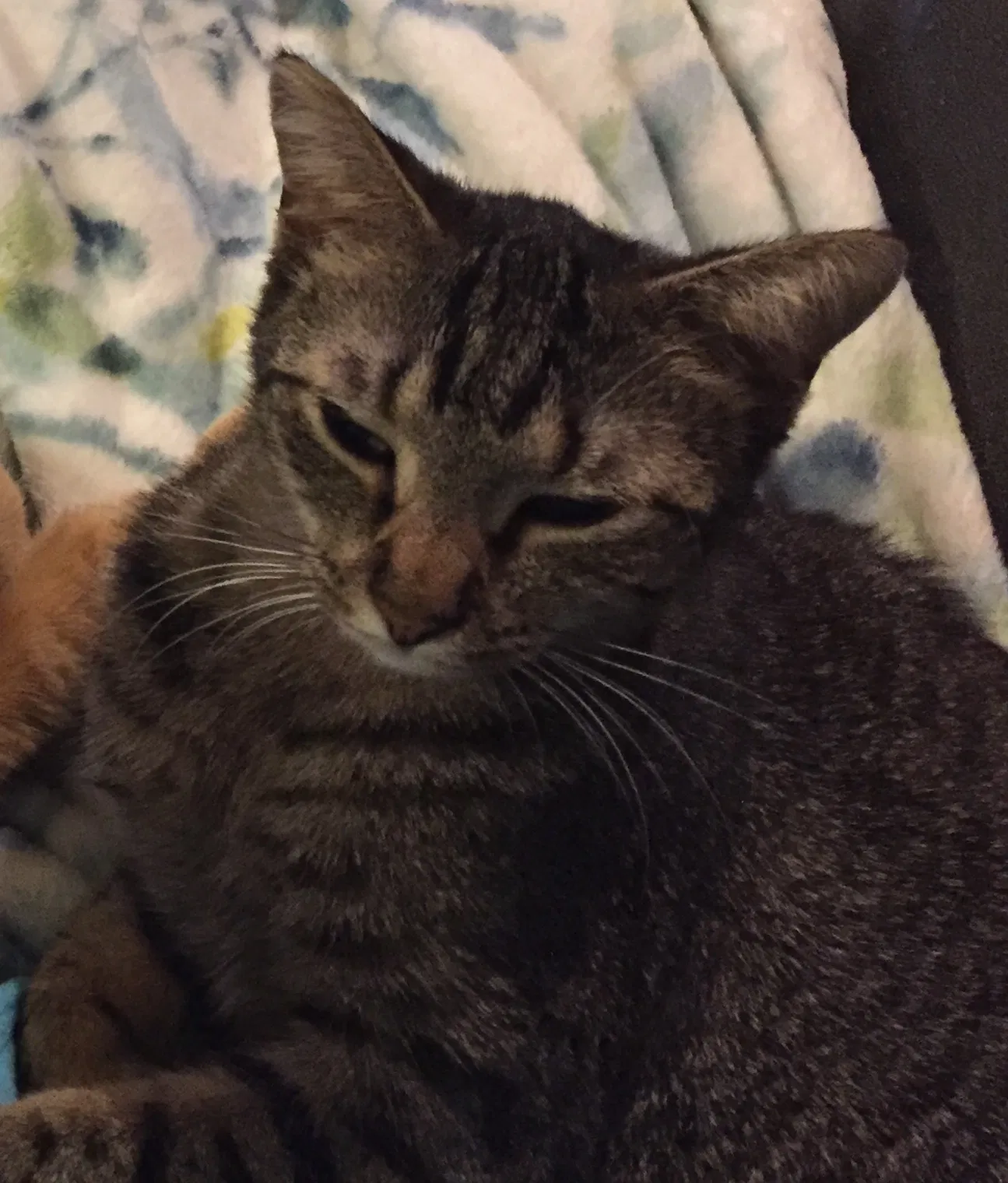 Lost cat in Oshkosh, WI, 54904
