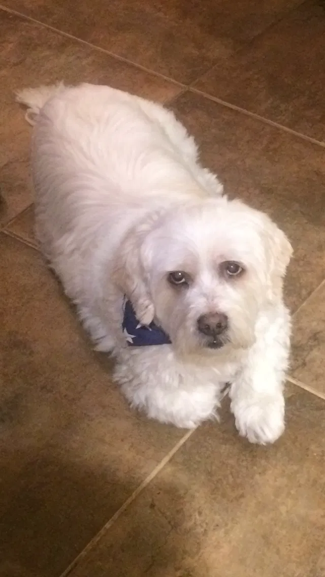 Lost dog in North Bergen, NJ, 7047