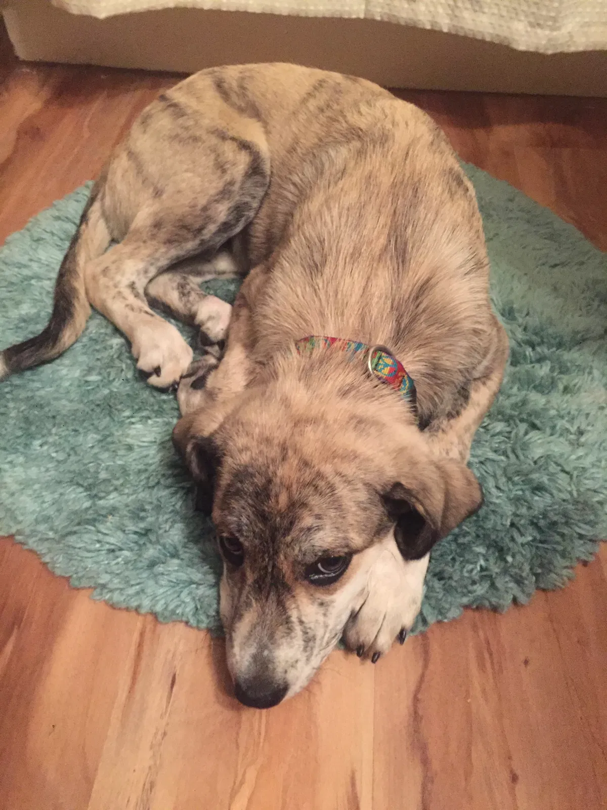 Found dog in Conway, AR, 72034