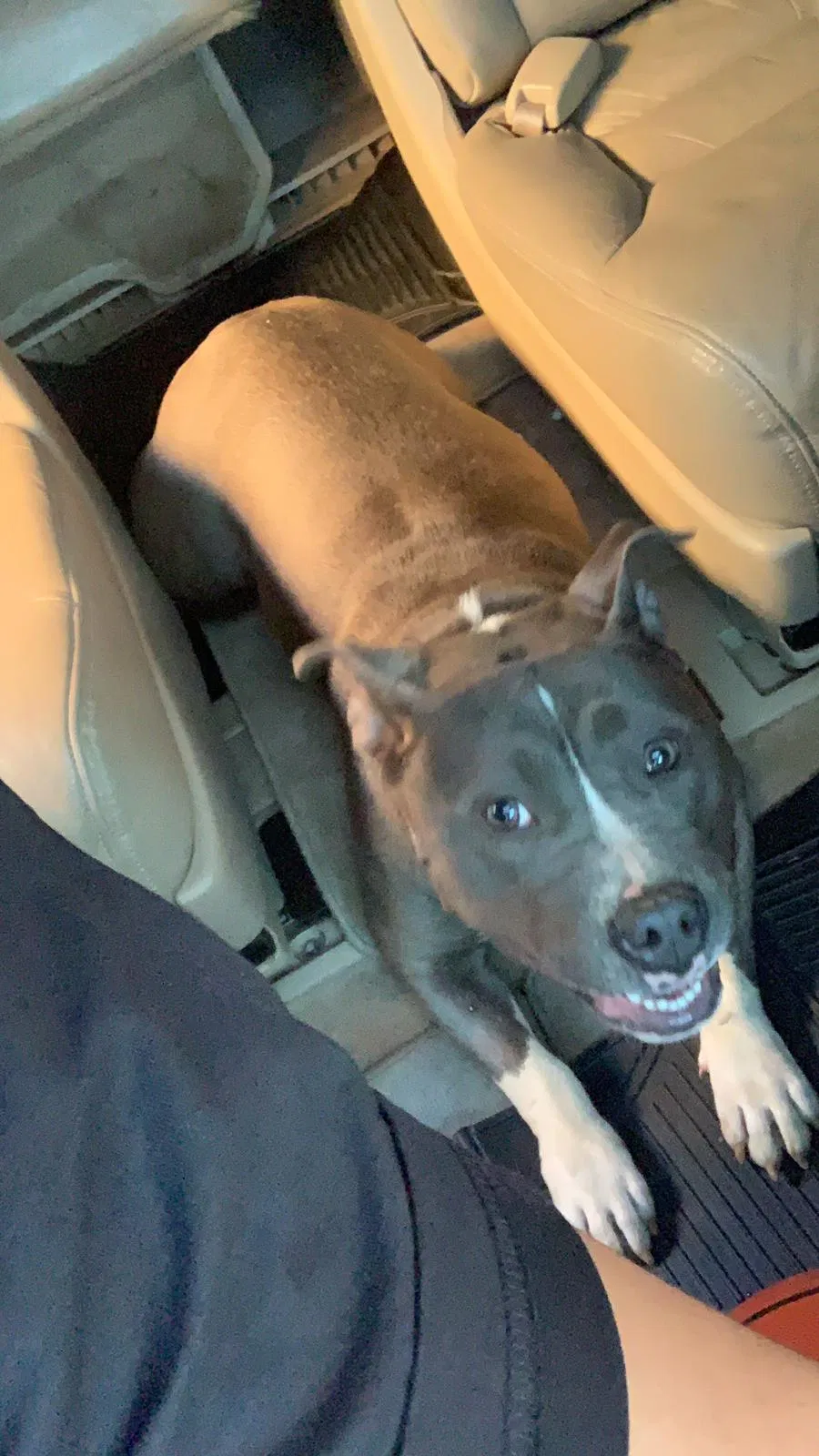Lost dog in Allentown, PA, 18109