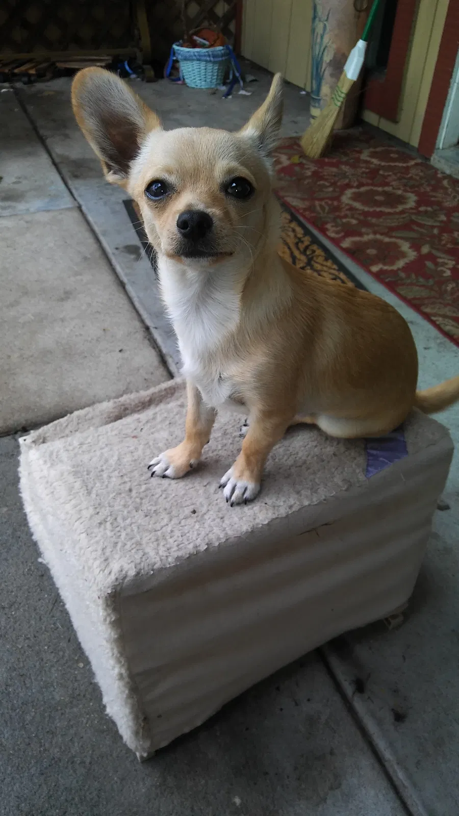 Lost dog in Sacramento, CA, 95818
