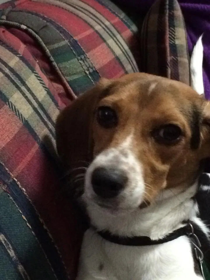 Lost dog in New Iberia, LA, 70562