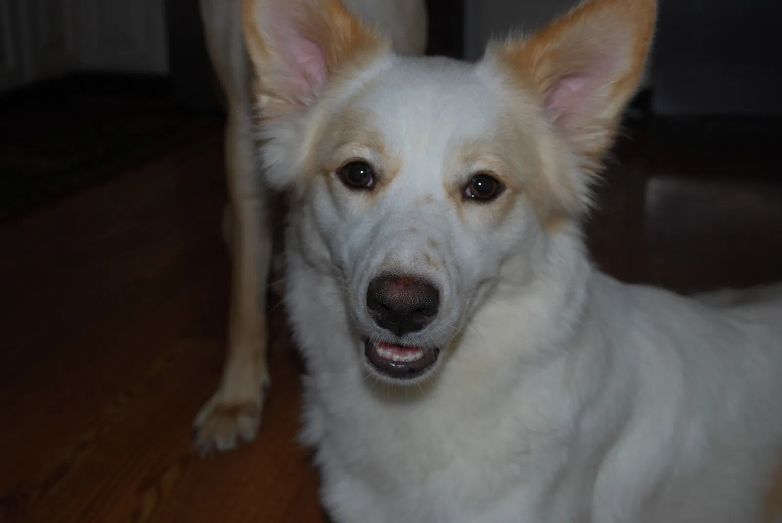 Lost dog in Forest Hill, MD, 21050