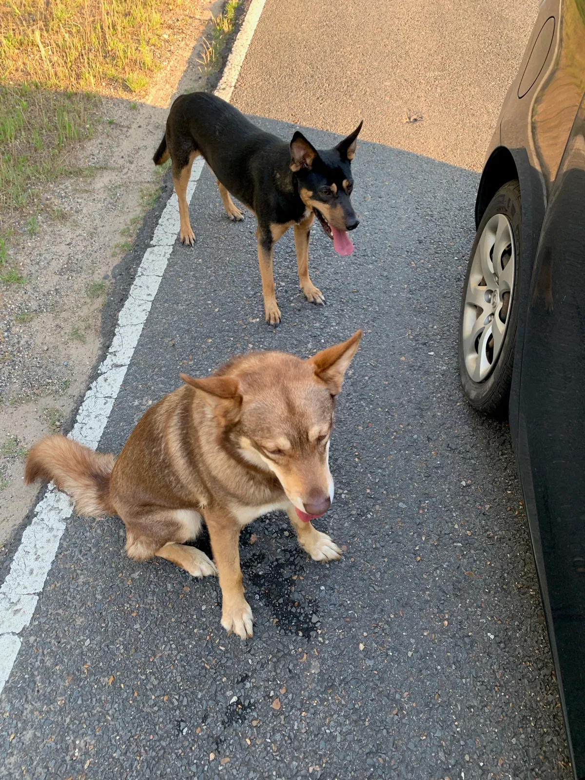 Found dog in Alexandria, LA, 71303