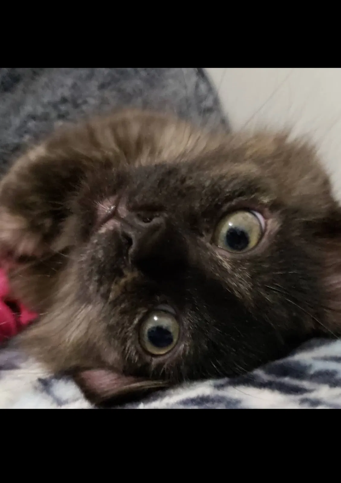 Lost cat in Garden Grove, CA, 92840
