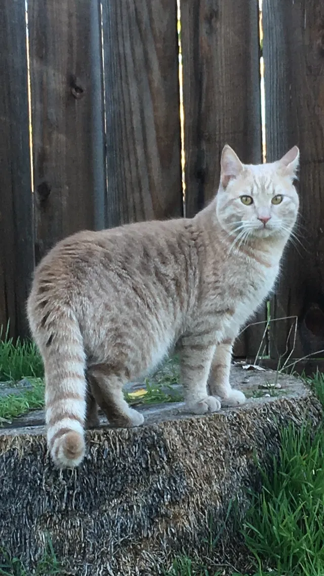 Lost cat in Dublin, CA, 94568