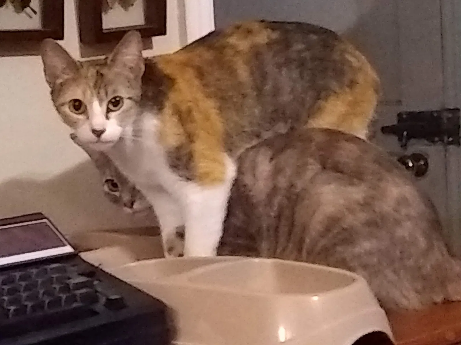 Lost cat in Oklahoma City, OK, 73115
