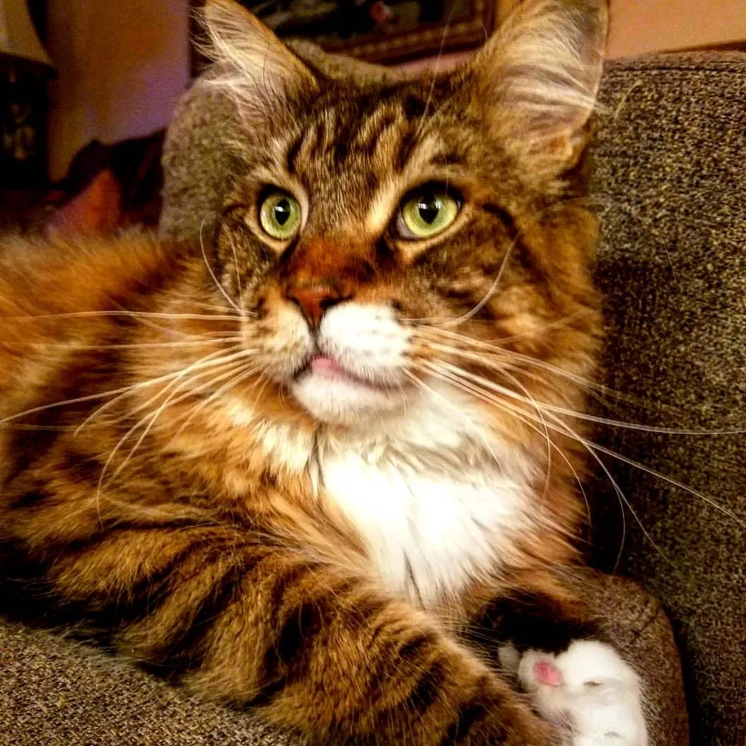 Lost cat in Ravensdale, WA, 98051