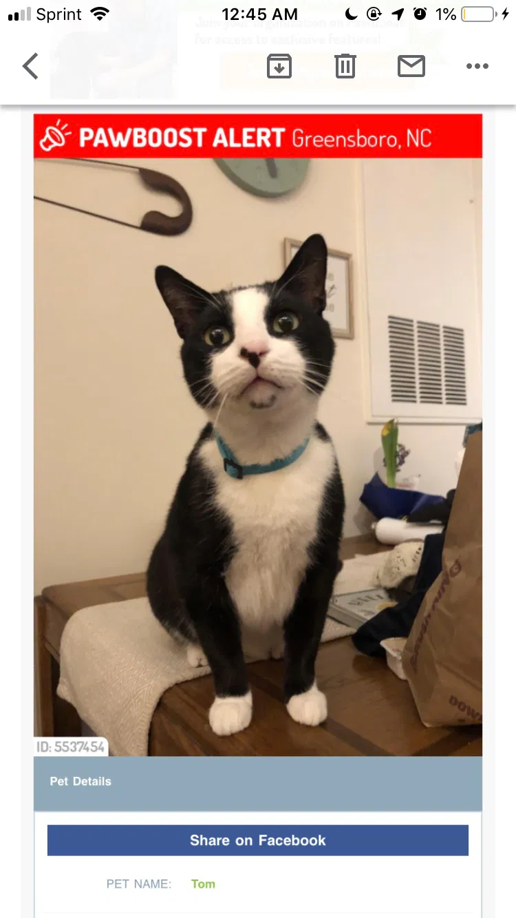 Lost cat in Greensboro, NC, 27406