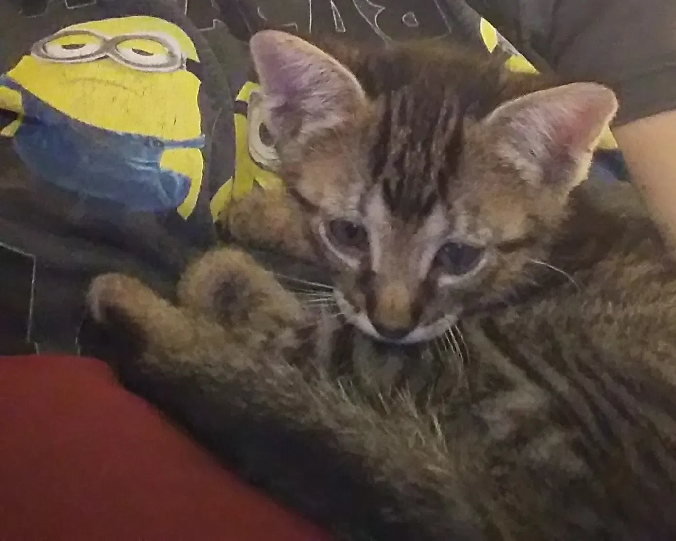 Lost cat in Alvin, TX, 77511