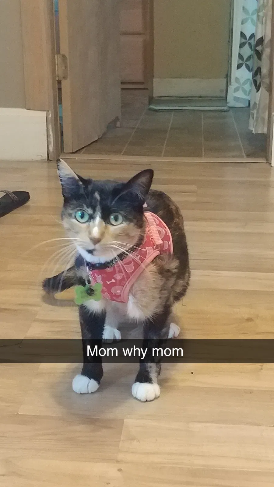 Lost cat in New Ulm, MN, 56073