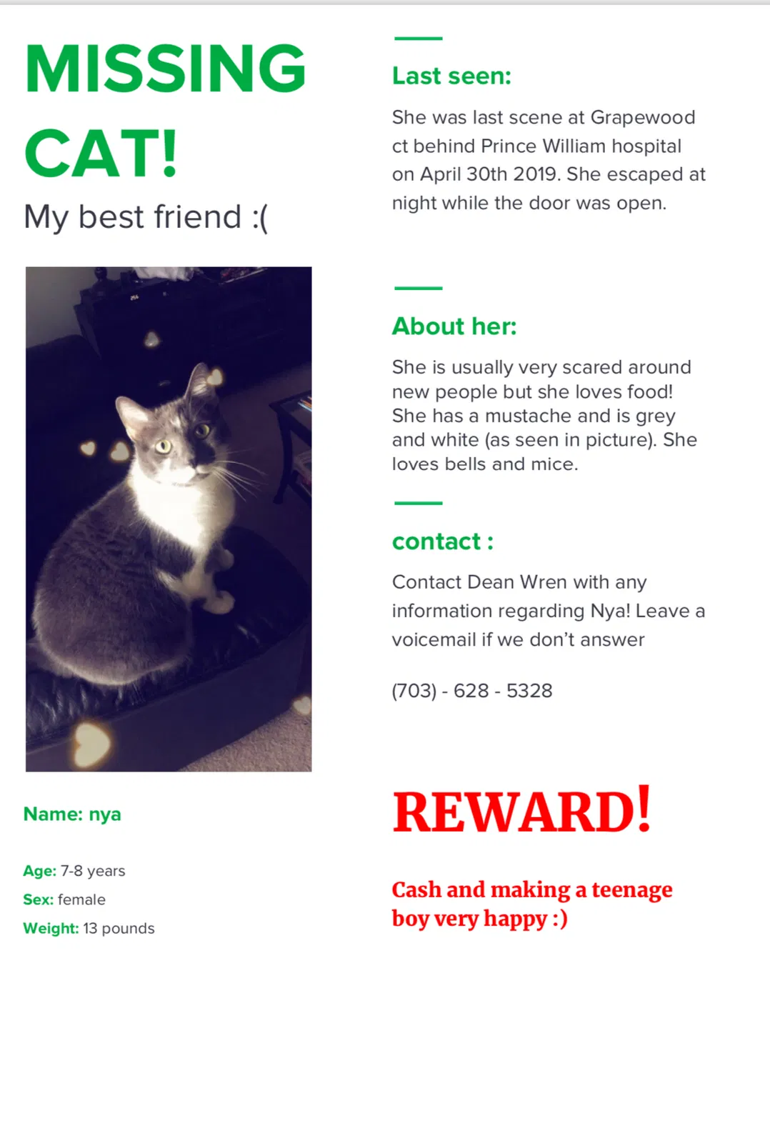 Lost cat in Manassas, VA, 20110