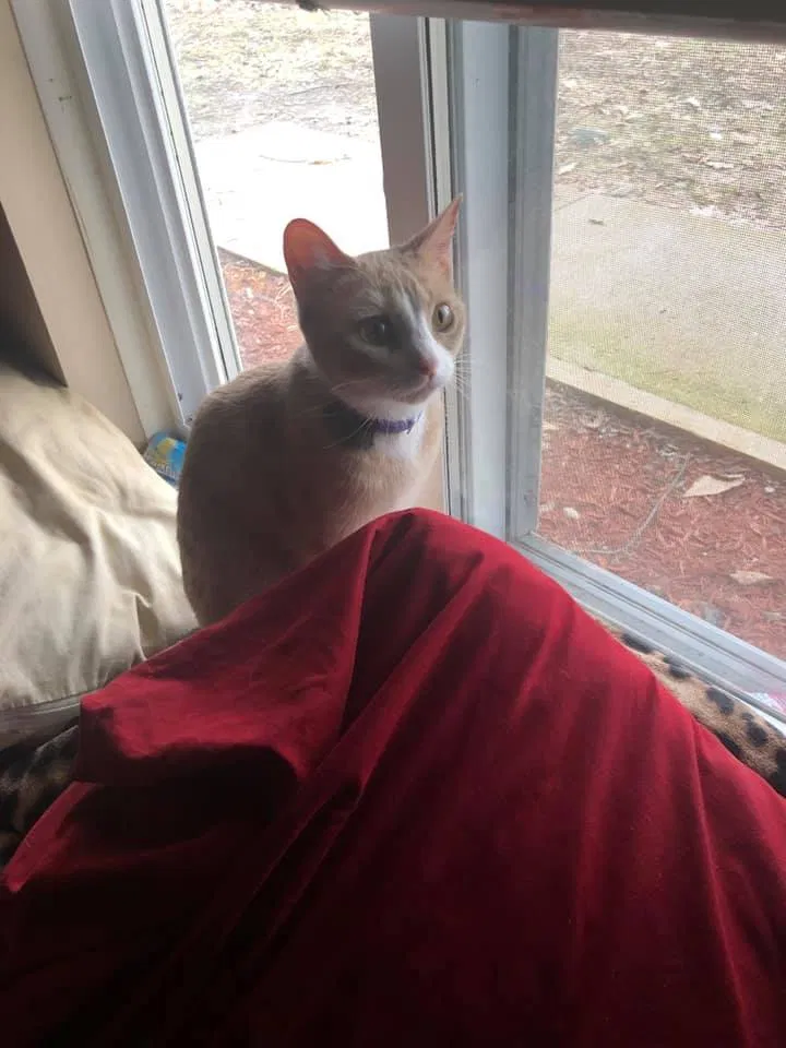 Lost cat in Otsego, MI, 49078
