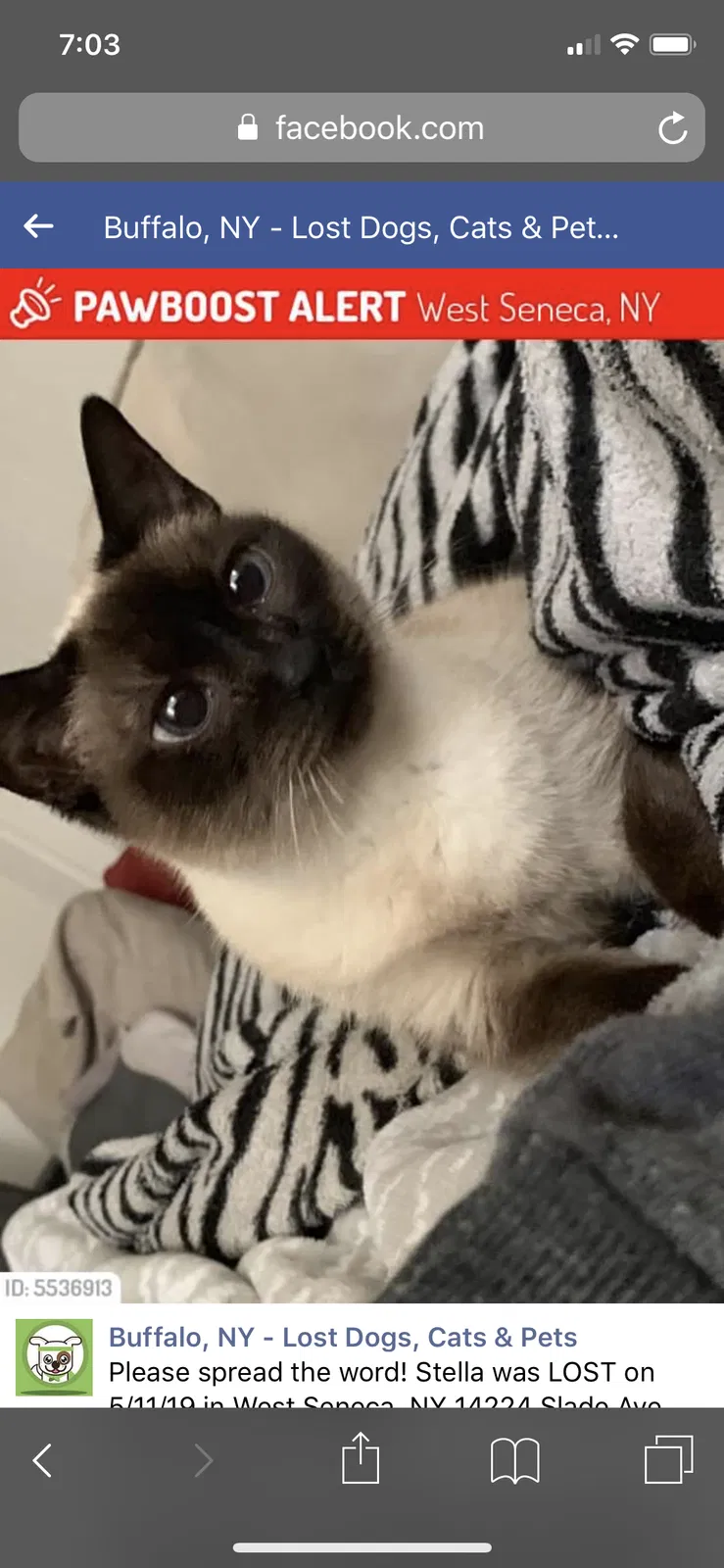 Lost cat in Buffalo, NY, 14224
