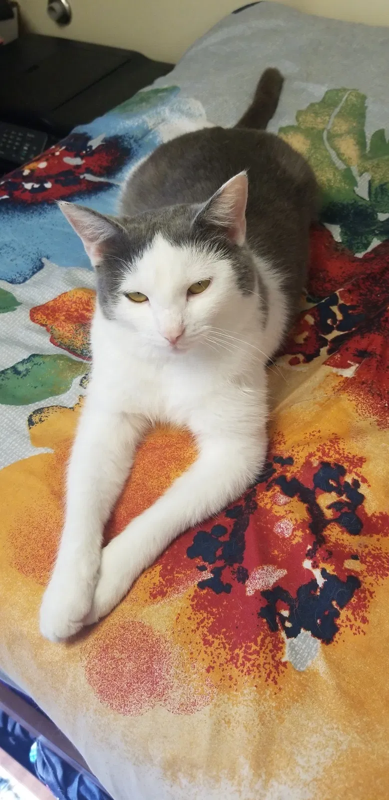 Lost cat in Goodlettsville, TN, 37072