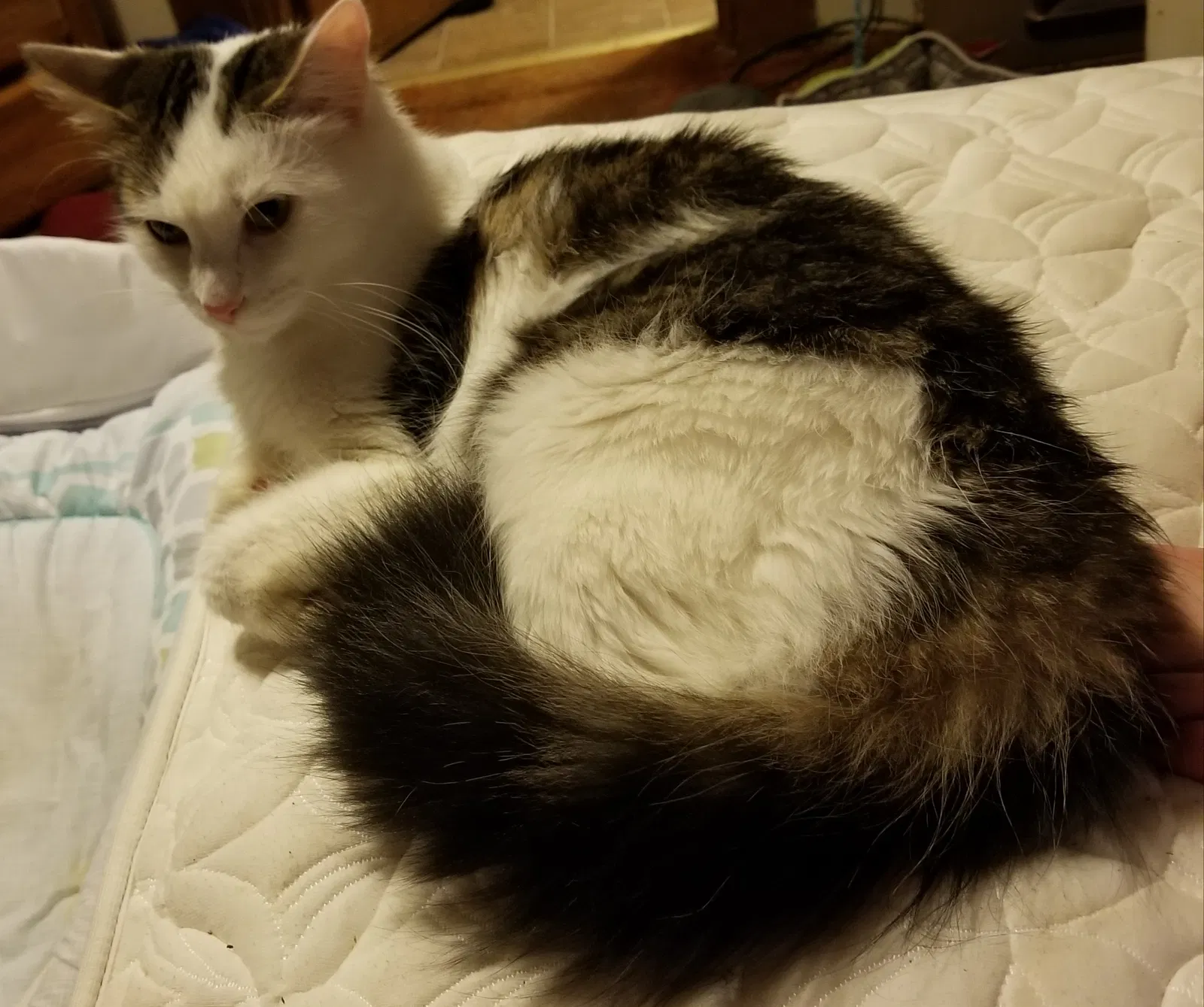 Lost cat in Greenville, SC, 29609