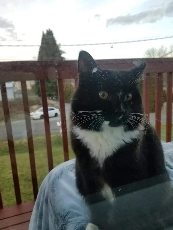 Lost cat in Puyallup, WA, 98372