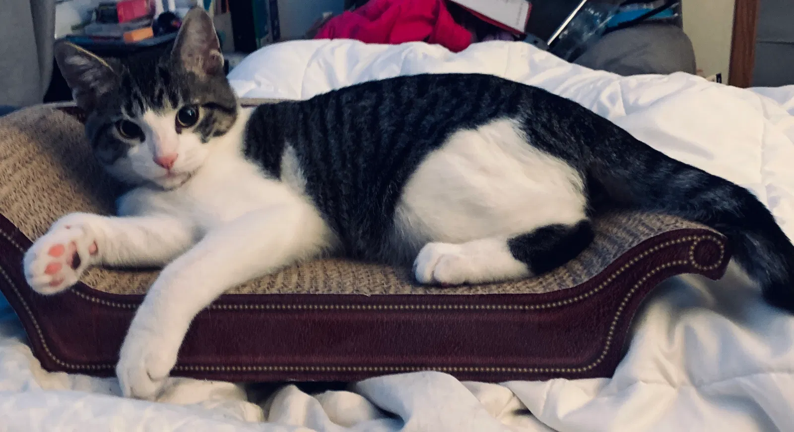 Lost cat in Wadsworth, IL, 60083