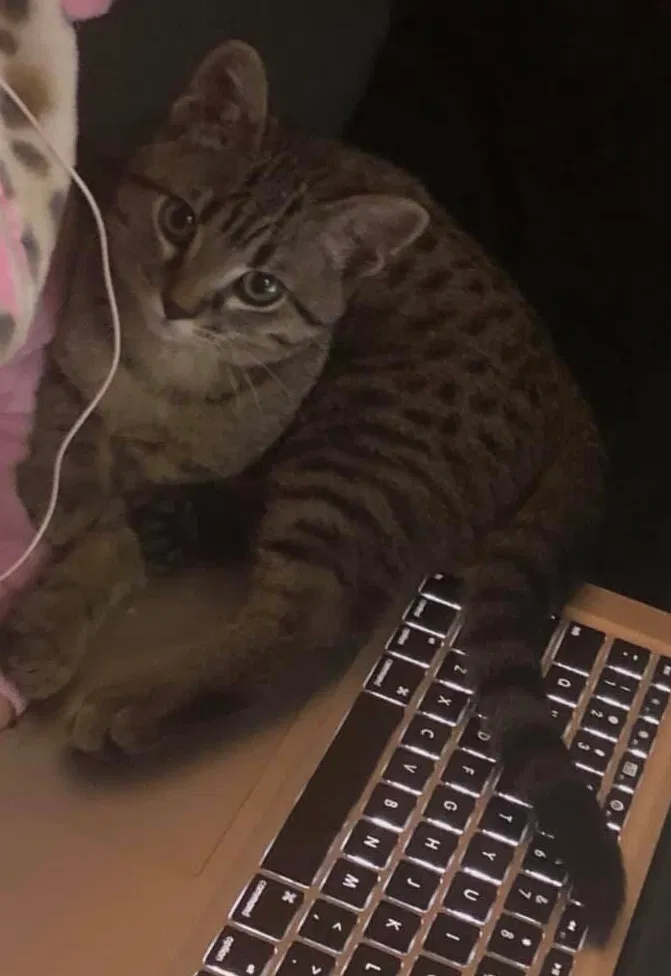 Lost cat in Brentwood, TN, 37027