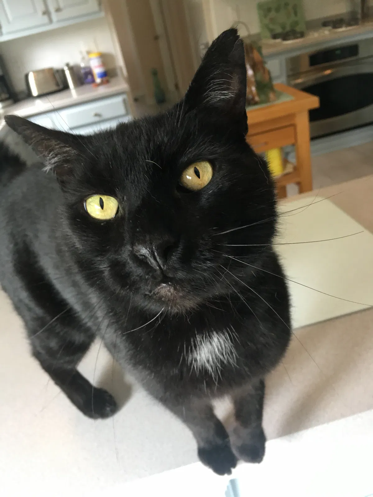 Lost cat in Lincroft, NJ, 7738