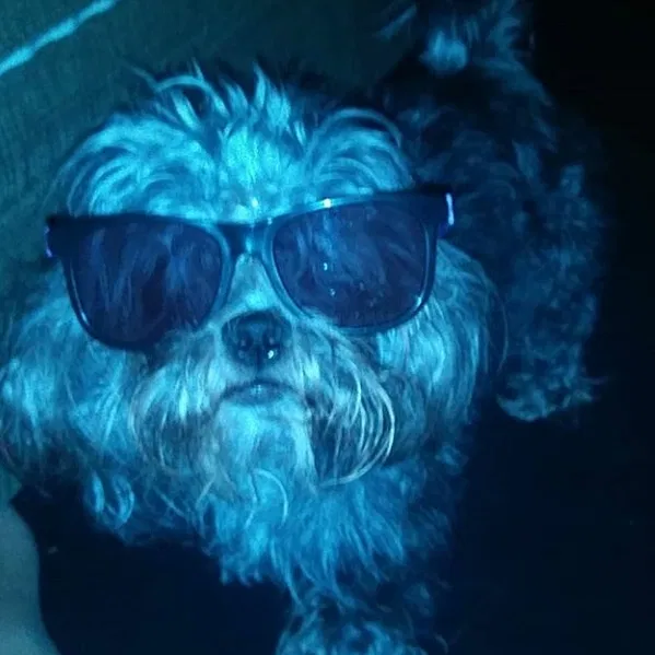 Lost dog in Kyle, TX, 78640
