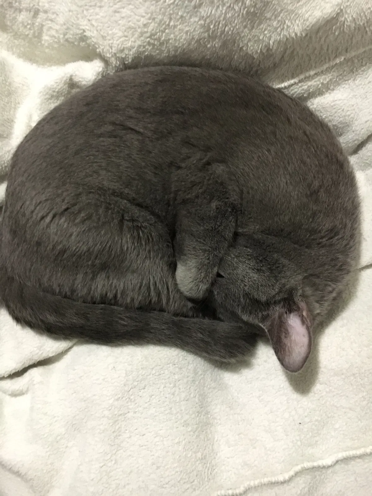 Lost cat in Bakersfield, CA, 93312