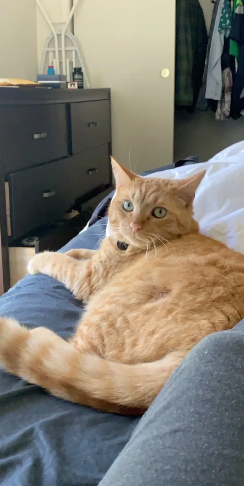Lost cat in Vacaville, CA, 95688