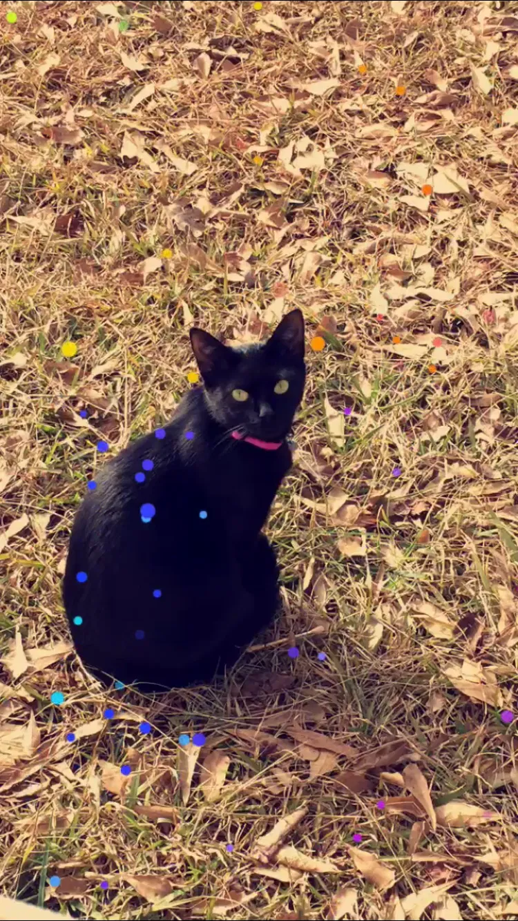 Lost cat in Fort Mill, SC, 29715